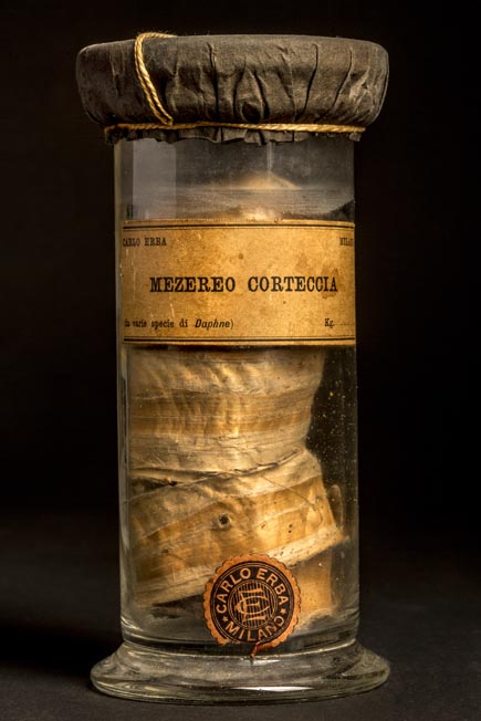 MEZEREO - corteccia